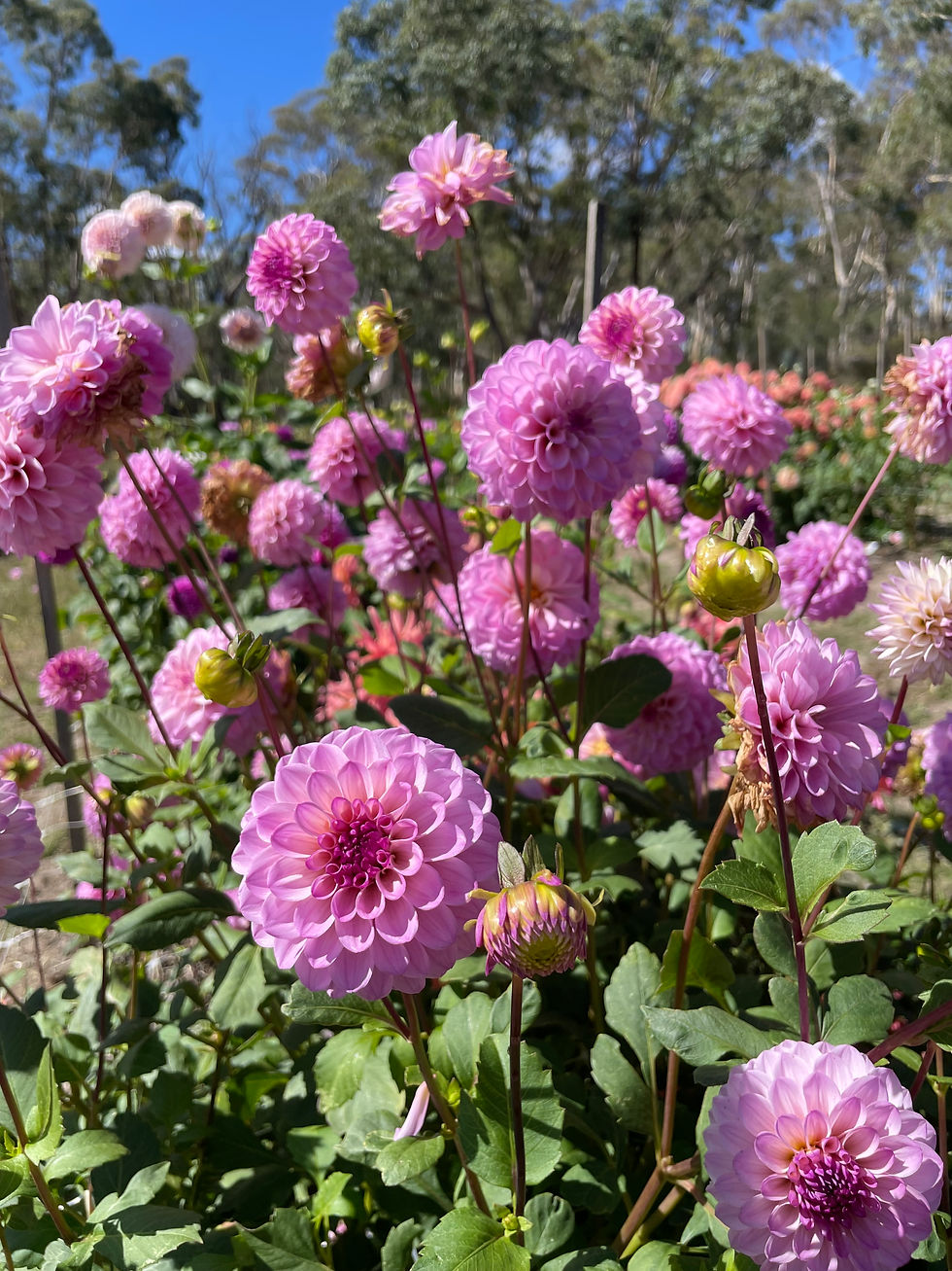 Thumbnail: Lavender Beauty