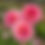 Thumbnail: Hillier Tanunda