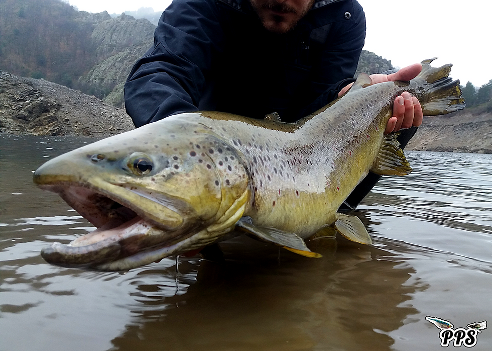 Fario lacustre 75cm