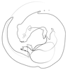 Loutre_edited.png