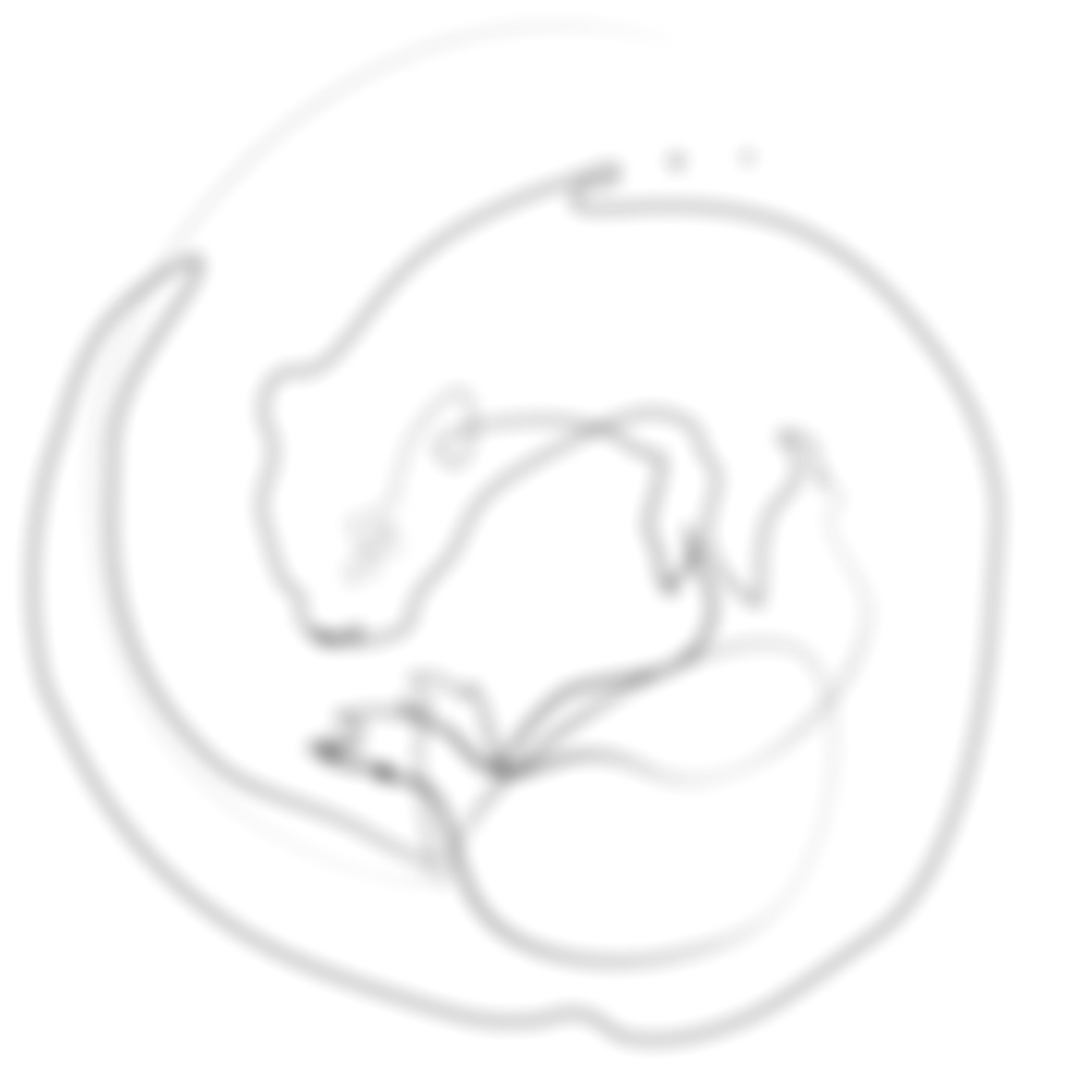 Logo de l'entreprise Lunzera, c'est la representation d'une loutre en line art