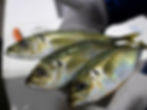 Aji