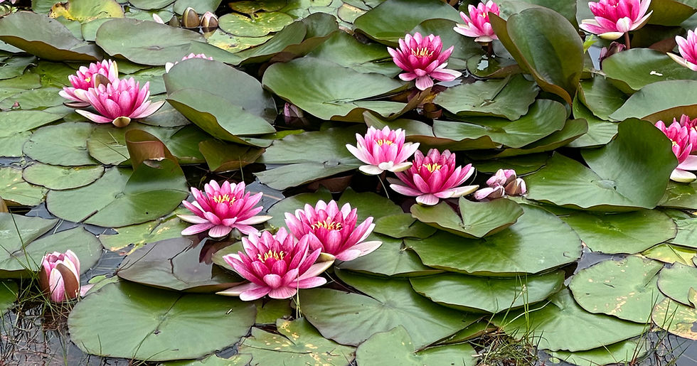Water lilies in bloom outside the residence hall