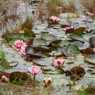 Water lilies blooming in the pond north of the residence