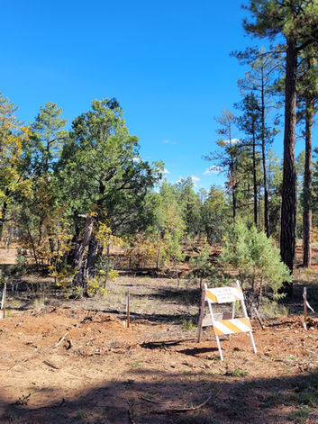 Wooded views inside the RV park, Woodside