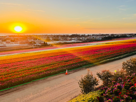 Celebrating Five Years of Growth at the Flower Fields in Carlsbad, California
