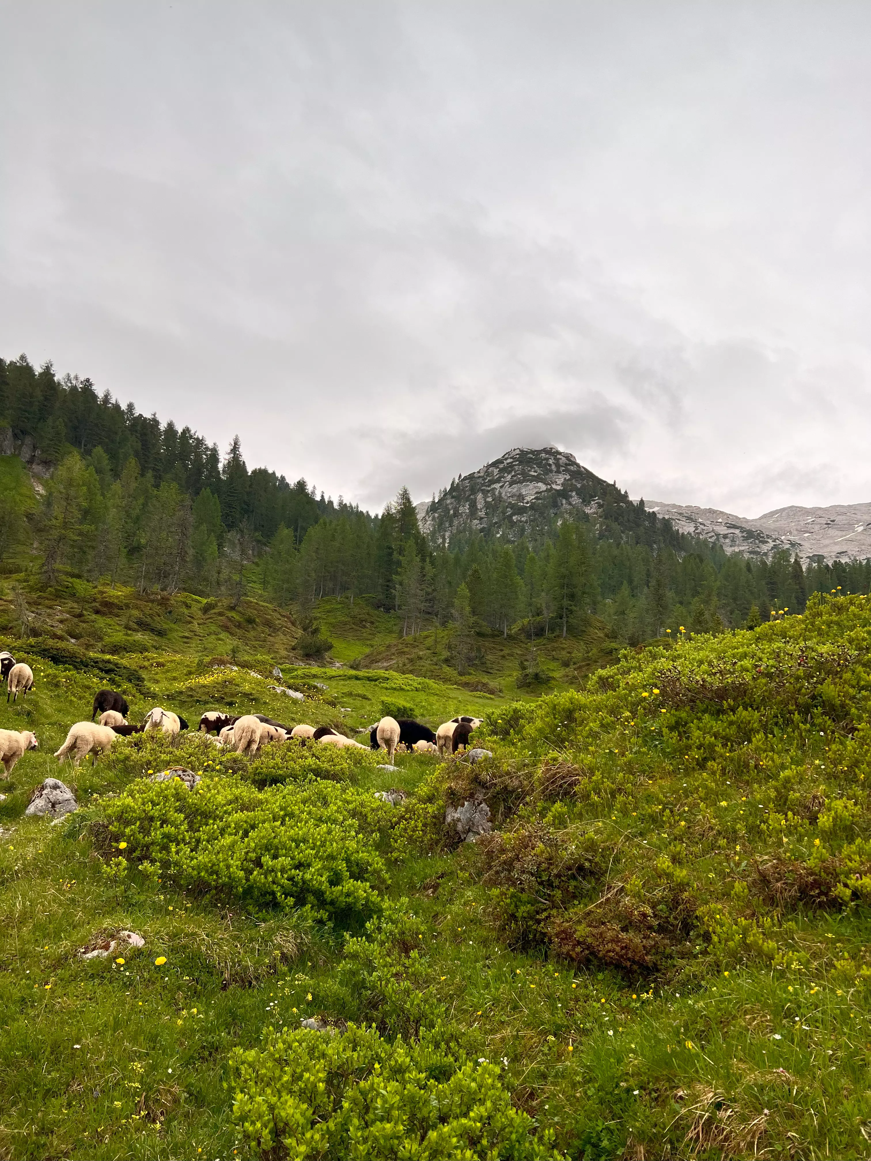 Weg zum Steinernen Meer vom Kärlingerhaus