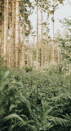 Wald