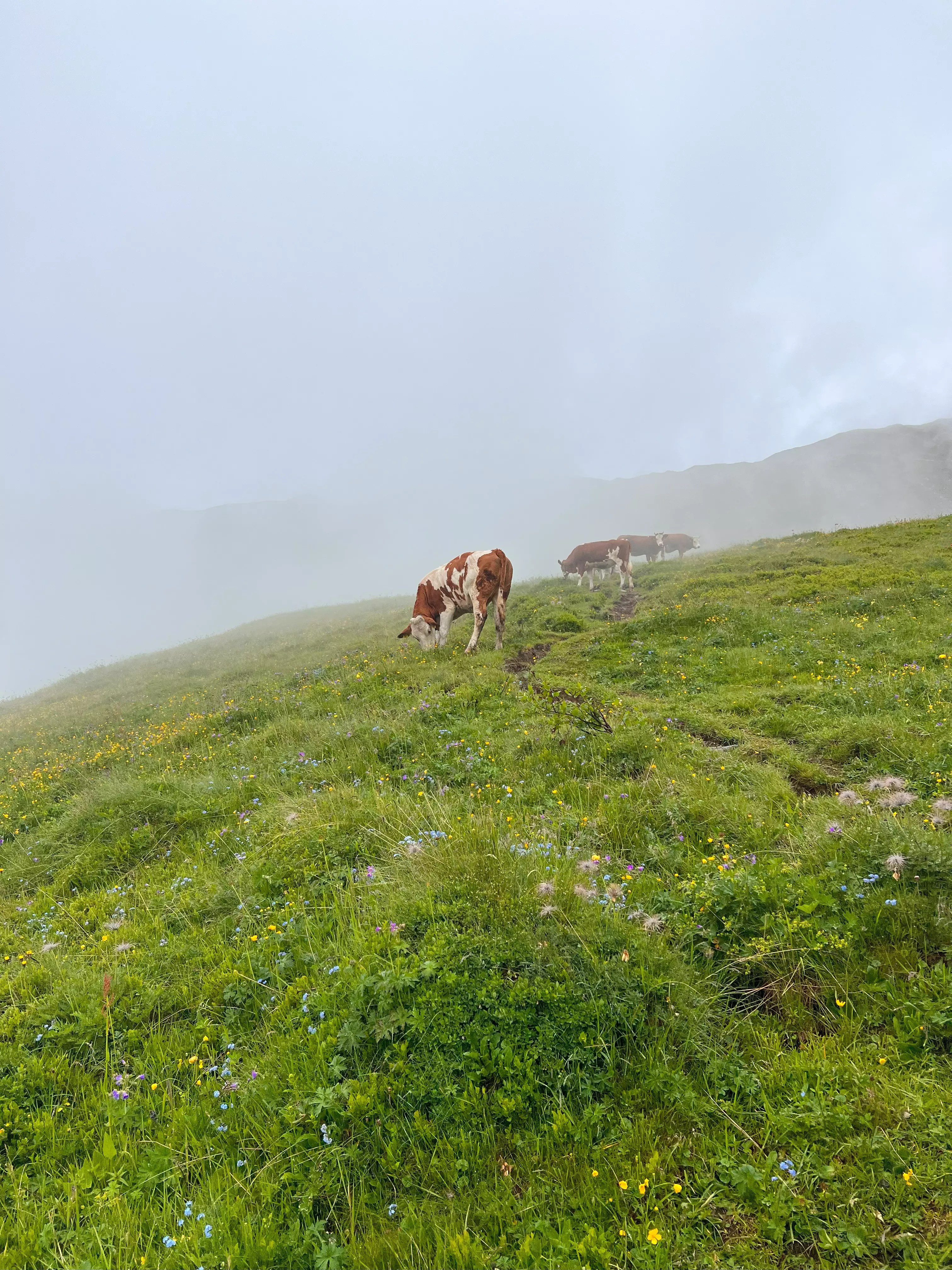 Vorbei an den Kühen Richtung Toblacher Pfannhorn