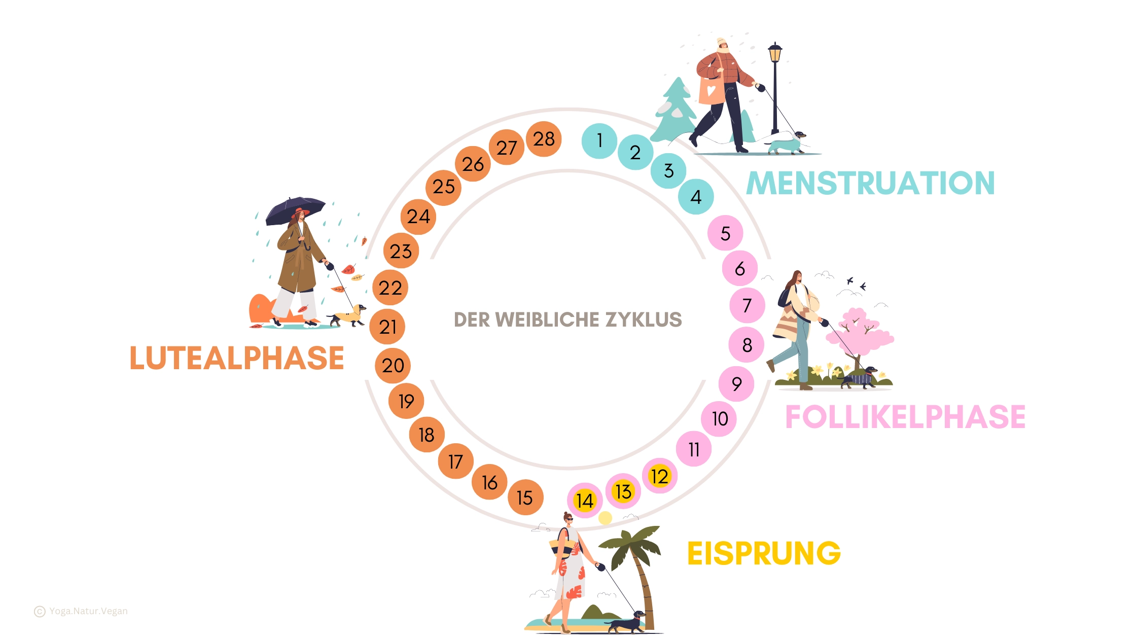 Zyklusorientiertes Training