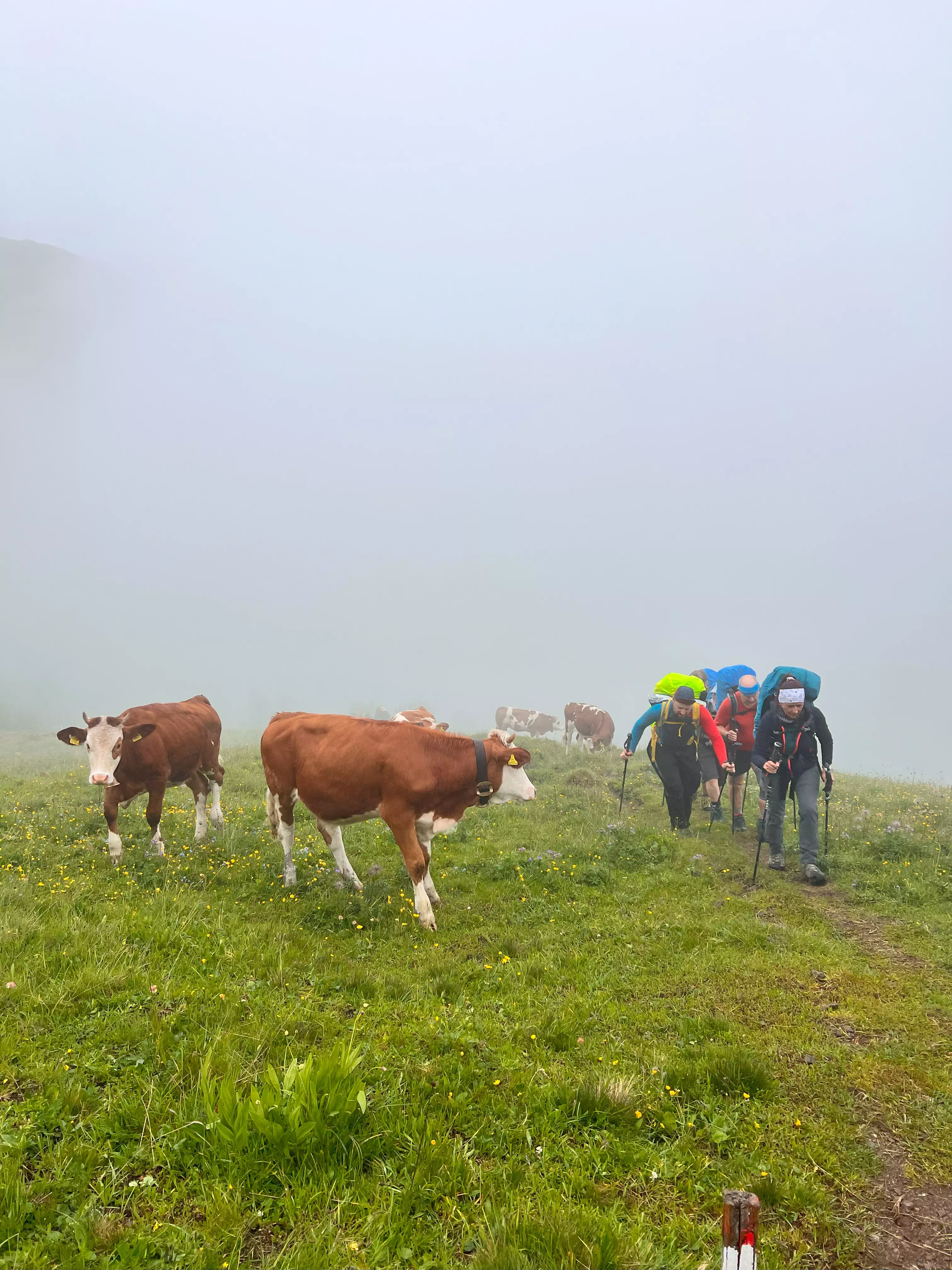 Vorbei an den Kühen Richtung Toblacher Pfannhorn
