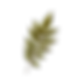 Dry Leaf
