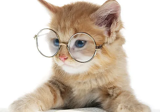 Urban Pets Stages Et Ateliers