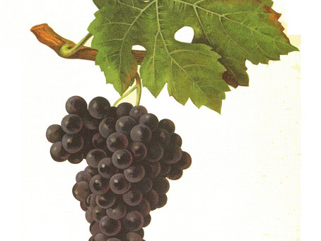 Conheça a Cabernet Sauvignon