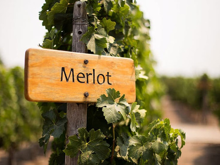 Merlot, a maciez que conquista