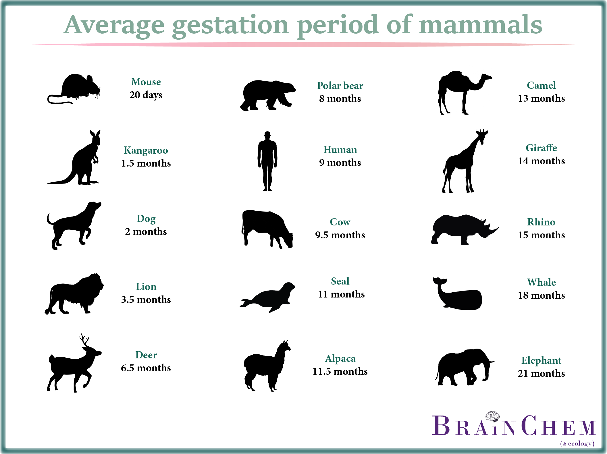 how is a s gestation average gestation period of mammals brainchem ecology how is a s gestation average gestation period of mammals brainchem ecology