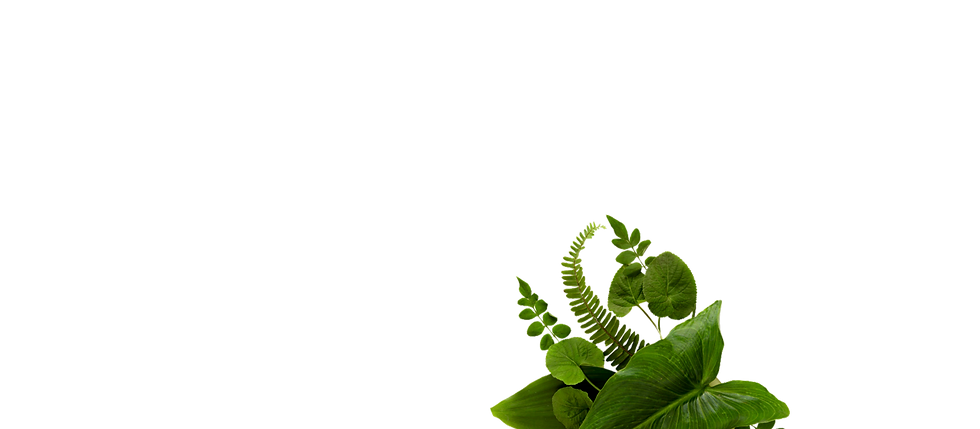 majn_leaf3(1).png