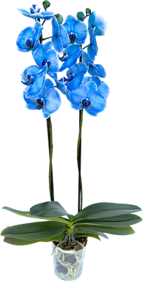 Orquídea Multicolor_2.png