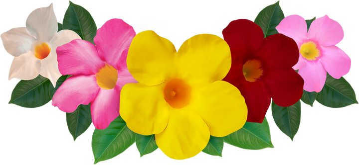 Mandevilla_Foto.png