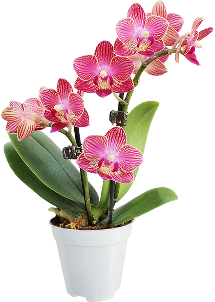 Orquídea Mimo_2.png