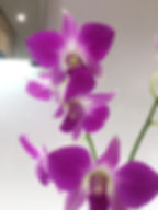 ree