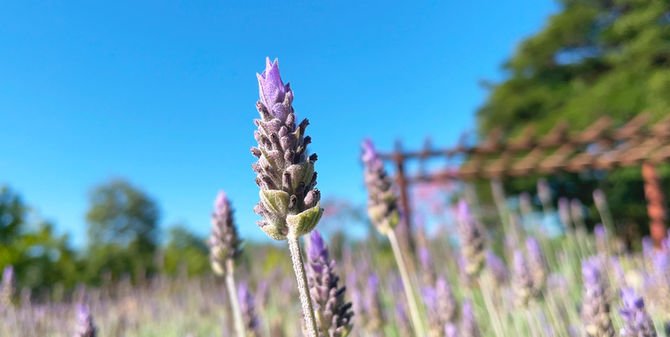 Lavanda Terra Viva - Beleza e Energia para o seu jardim!
