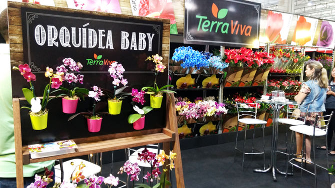 16º Veiling Market