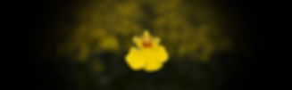 Orquídea Oncidium_Banner.jpg