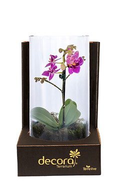 Terrário Novo Phalae 1H c Caixa.jpg