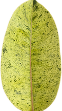Ficus Shivereana_2.png
