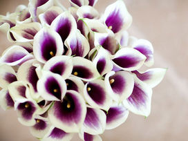 Bouquets de Calla