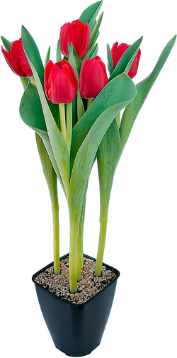 Tulipa_1.png