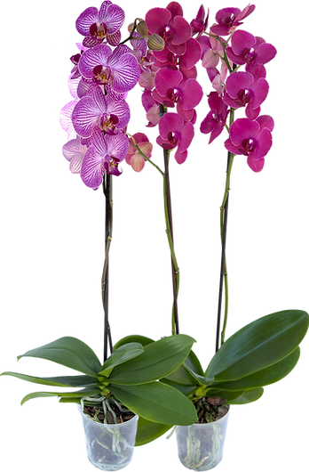 Orquídea Phalaenopsis_2.png