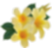 Madevilla Picoli_2.png