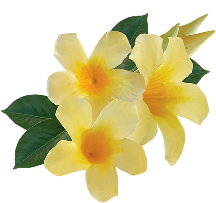 Madevilla Picoli_2.png