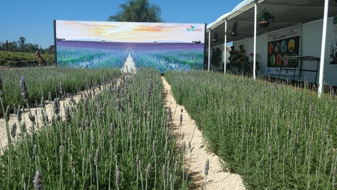 36ª Expoflora