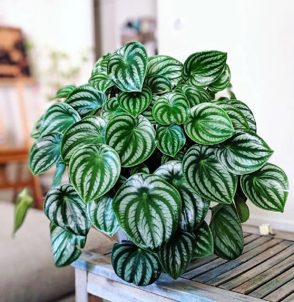 Peperomia-Melancia-Guia-Completo-Desta-Planta.webp