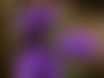 Lisianthus, a flor do amor!