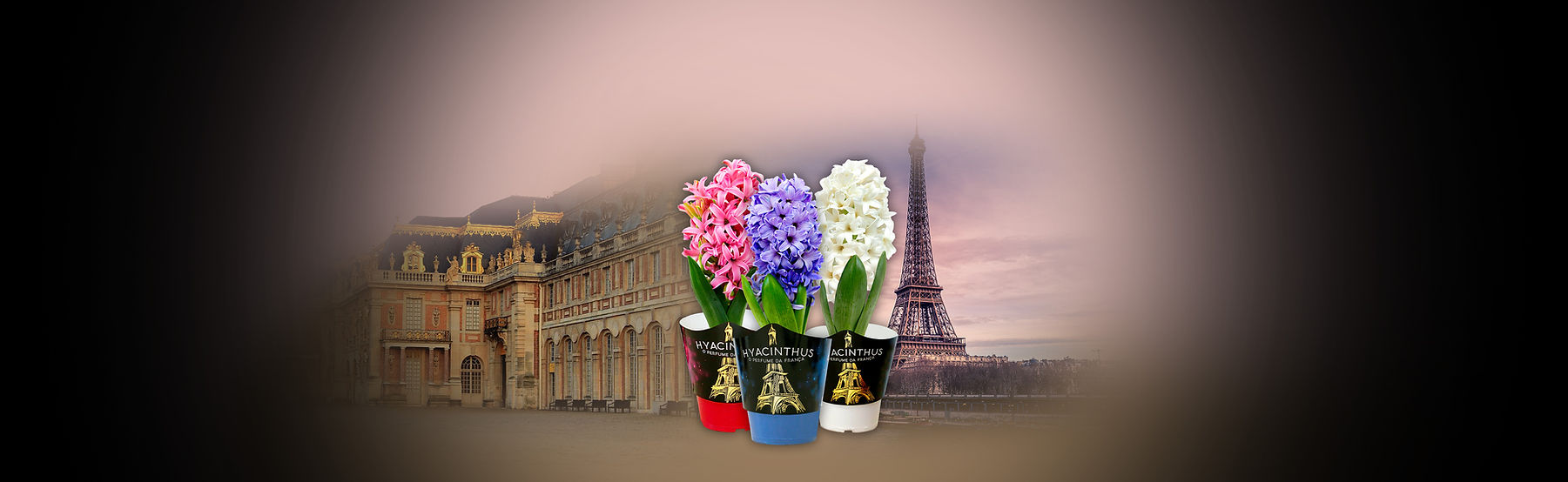 Hyacinthus_Banner.jpg