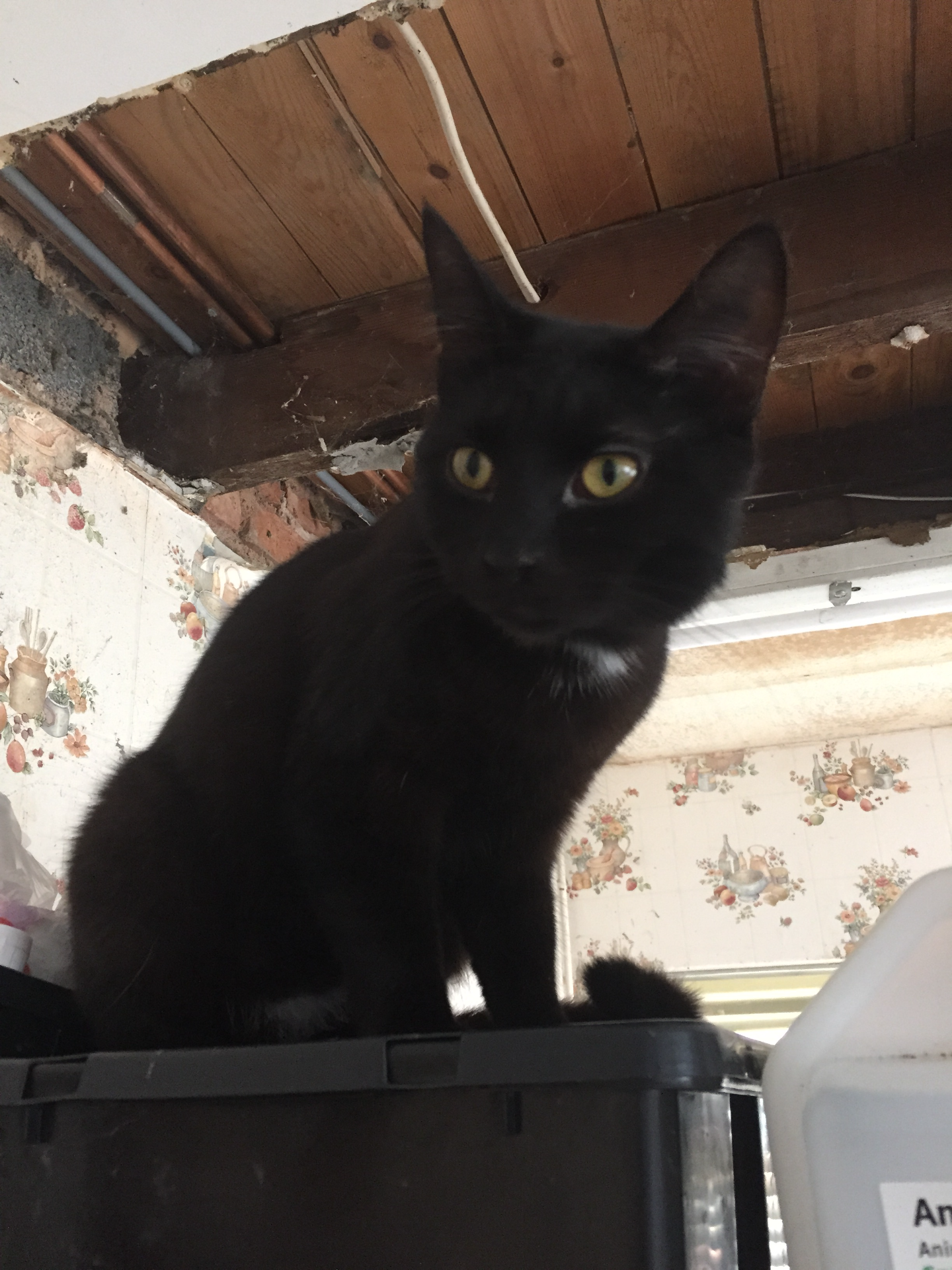 Ali