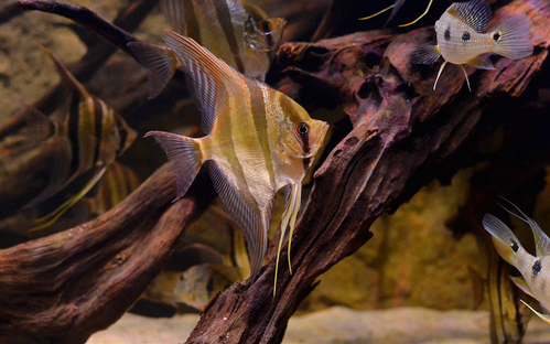 Rio Atabapo Altum Angelfish (Pterophyllum Altum) | KingsOfTheAquarium