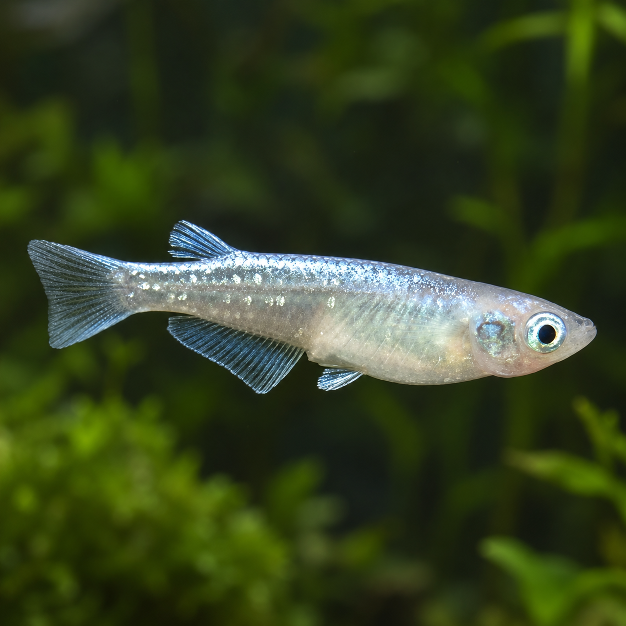 Platinum Japanese Ricefish (Medaka)