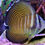 Thumbnail: Desjardini Sailfin Tang