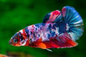 Thumbnail: HMPK Candy Betta