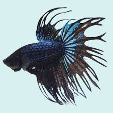 Thumbnail: Black Crowntail Betta