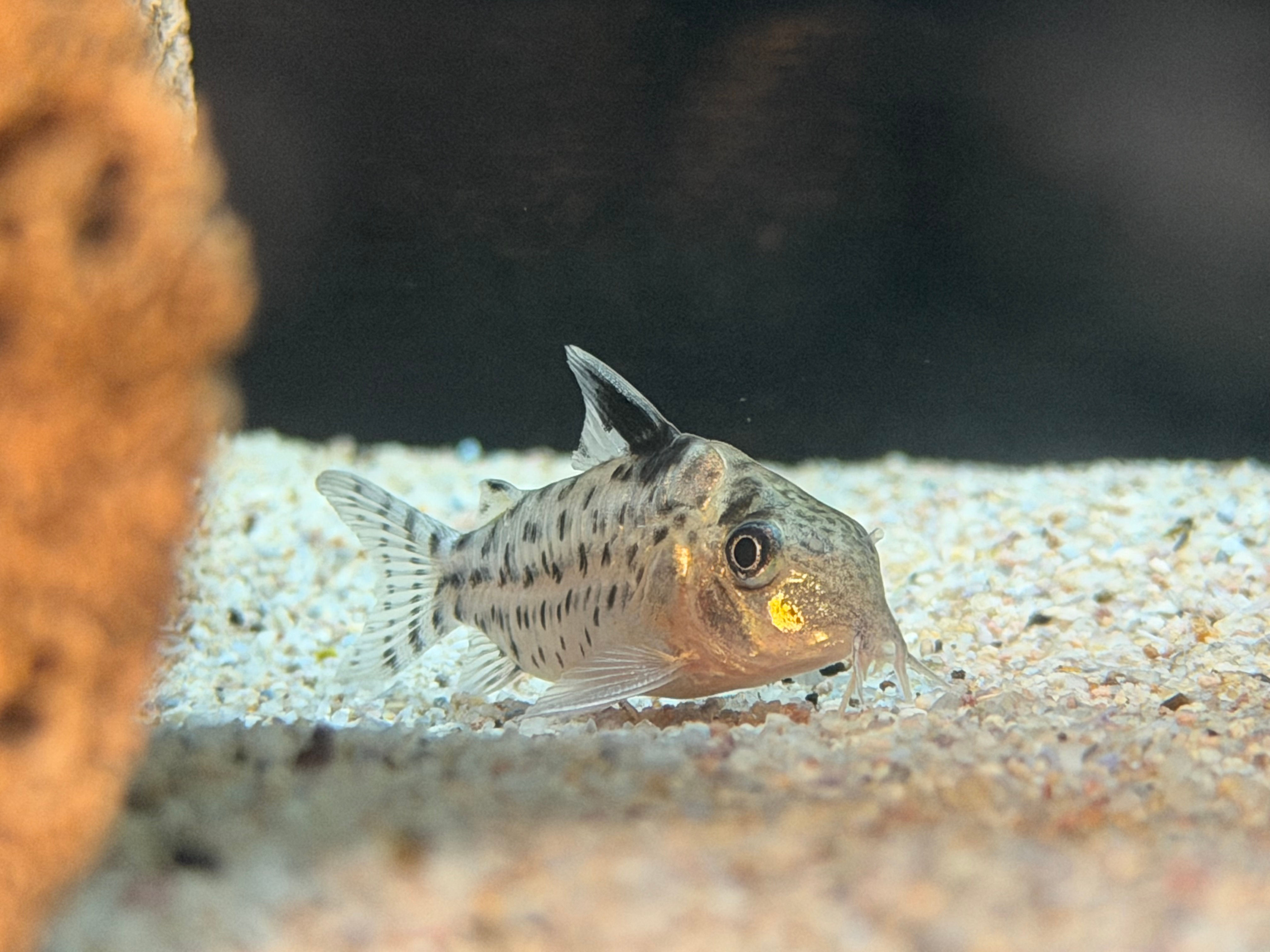 Agassiz’s Spotted Corydoras