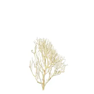 Thumbnail: Coral Wood