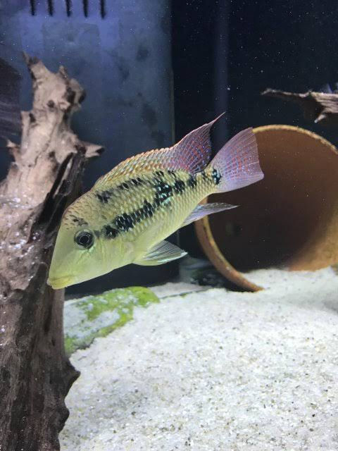 Thumbnail: Geophagus Gold Dust (Alto Sinu)