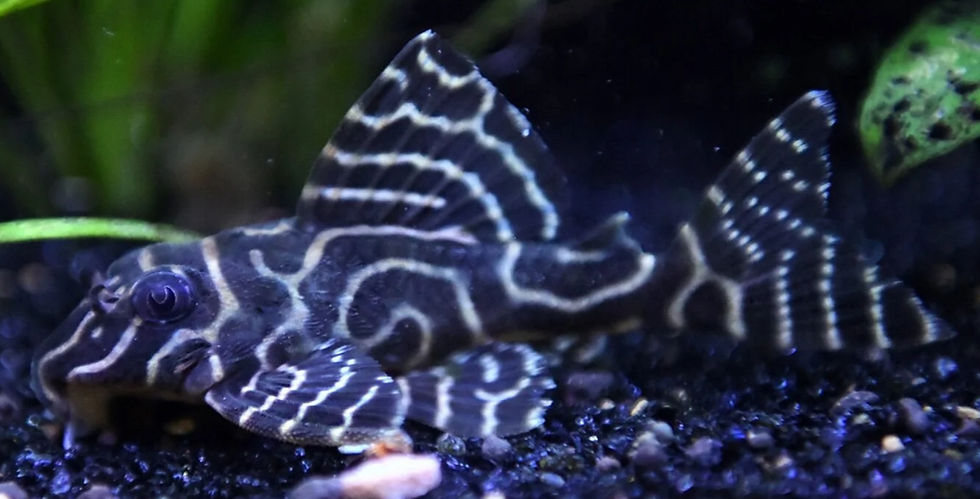 Thumbnail: L333 King Tiger Pleco