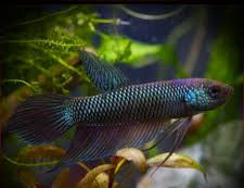 Thumbnail: Smaragdina Betta (Wild Type)